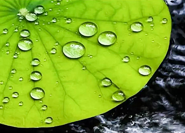 투명한 릴리스 마스터 배치 공장